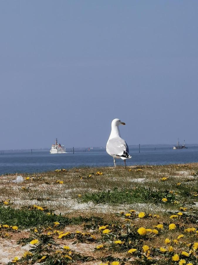 Kleinaberfein An Der Nordseekueste Schweindorf 外观 照片